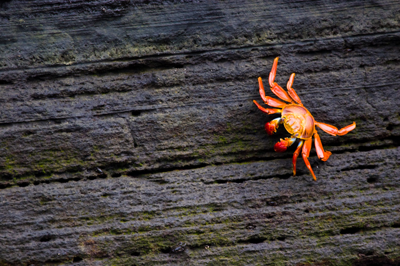 Sally Lightfoot Crab